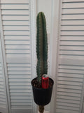 XXL Peruvian Apple Cactus 41" Pot Size, 34" Green Stem, Cereus peruvianus