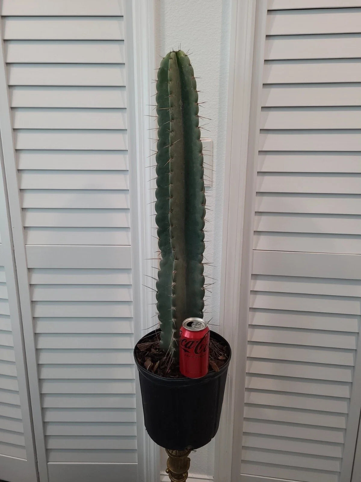 XXL Peruvian Apple Cactus 41" Pot Size, 34" Green Stem, Cereus peruvianus