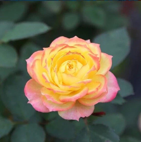 Yellow Pink Rose Seeds - 10 Perennial Shrub Flower Seeds - Rosa spp. - Ideal for Gardens and Landscapes
