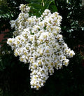 White Cape Myrtle Seeds - 20 Perennial Flower Seeds - Lagerstroemia - US Seller