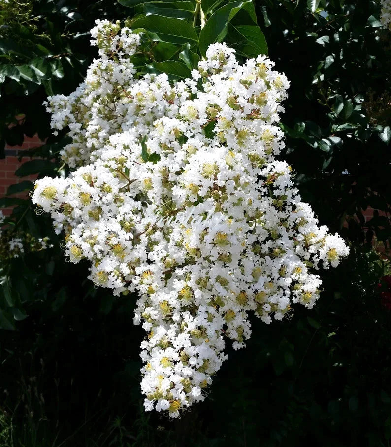 White Cape Myrtle Seeds - 20 Perennial Flower Seeds - Lagerstroemia - US Seller