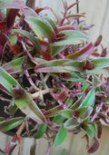 Cyanotis Obtusa Trimen Plant – Purple & Green Wandering Jewel – Tradescantia Companion Plant