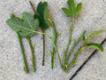 Fresh Fig Tree Cuttings - Edible Fig Variety - Ficus carica