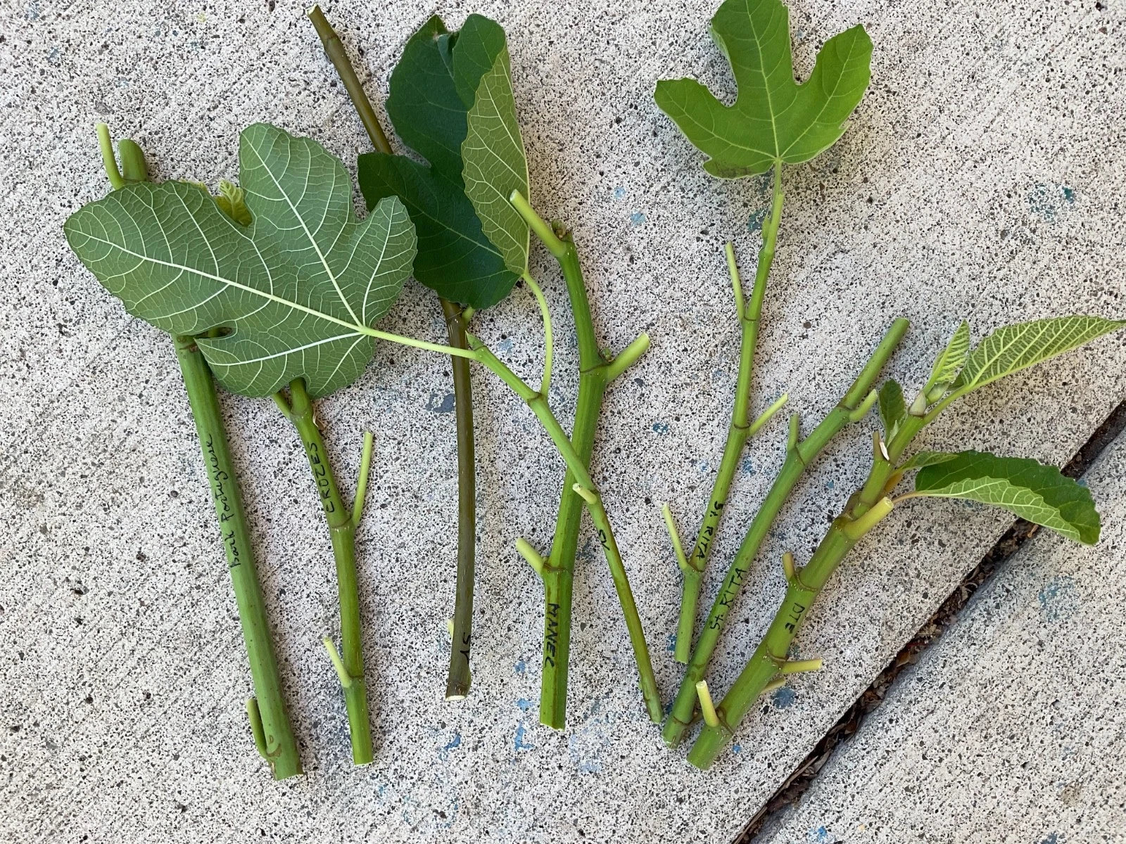Fresh Fig Tree Cuttings - Edible Fig Variety - Ficus carica