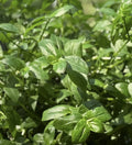 Wandering Jew Plant - Rooted Green Variety - Tradescantia Fluminensis