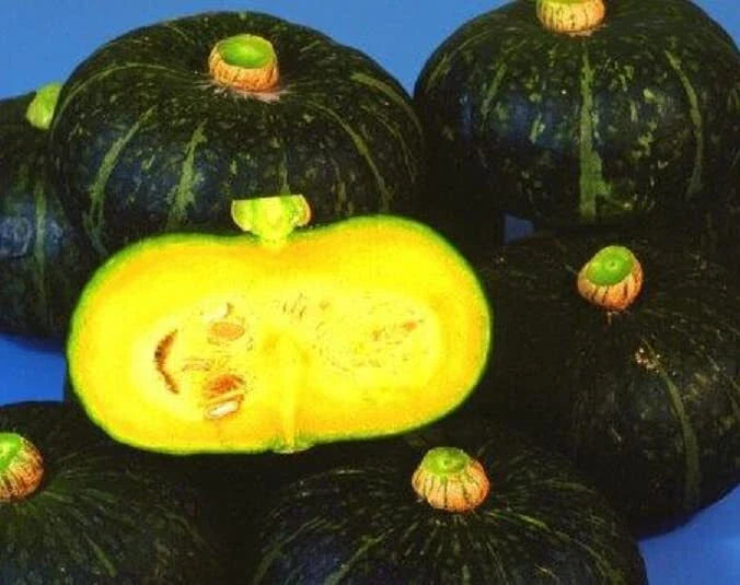 Black Kurinishiki Squash Seeds - 10 Seeds - Rare Edible Black Squash (Cucurbita maxima)