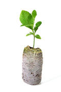 Meyer Lemon Tree Plant 5''-10'' Organic Non-GMO Citrus limon Indoor/Outdoor Frost Tolerant