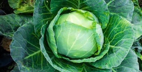 Brunswick Cabbage Seeds - Fresh Cabbage Seed for Planting - Brassica oleracea