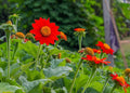 Mexican Sunflower Seeds | 100+ Seeds | Attract Butterflies & Hummingbirds | Tithonia diversifolia