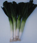 Leek Seeds - Large American Flag Variety - 150 Seeds - Sweet Flavor - Allium ampeloprasum