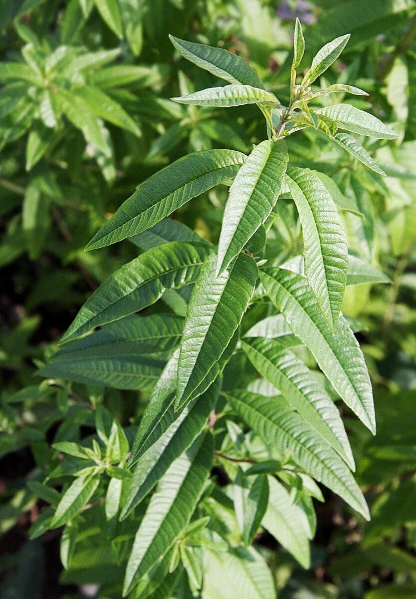 Organic Lemon Verbena Plant (Aloysia citrodora) – Live Bareroot Herb Starter | Lemon-Scented Tea, Culinary, Aromatic Garden Perennial
