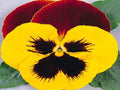 Pansy Seeds - 50 Count - Massive Yellow Tricolor - Viola tricolor