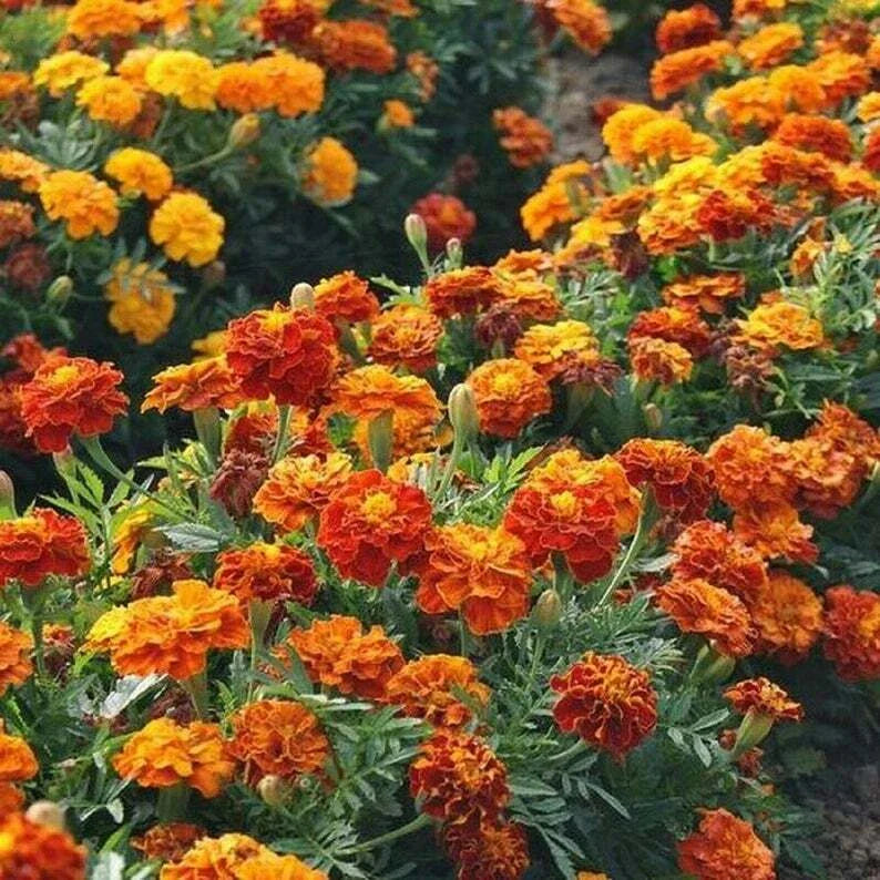 French Marigold Seeds SPARKY MIX Red Orange Yellow Dwarf Non-GMO 300 Seeds - Tagetes patula