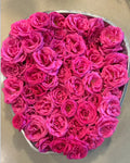 Zephirine Drouhin Thornless Rose Cuttings 5-8" Fresh Unrooted Stems Rosa 'Zephirine Drouhin'