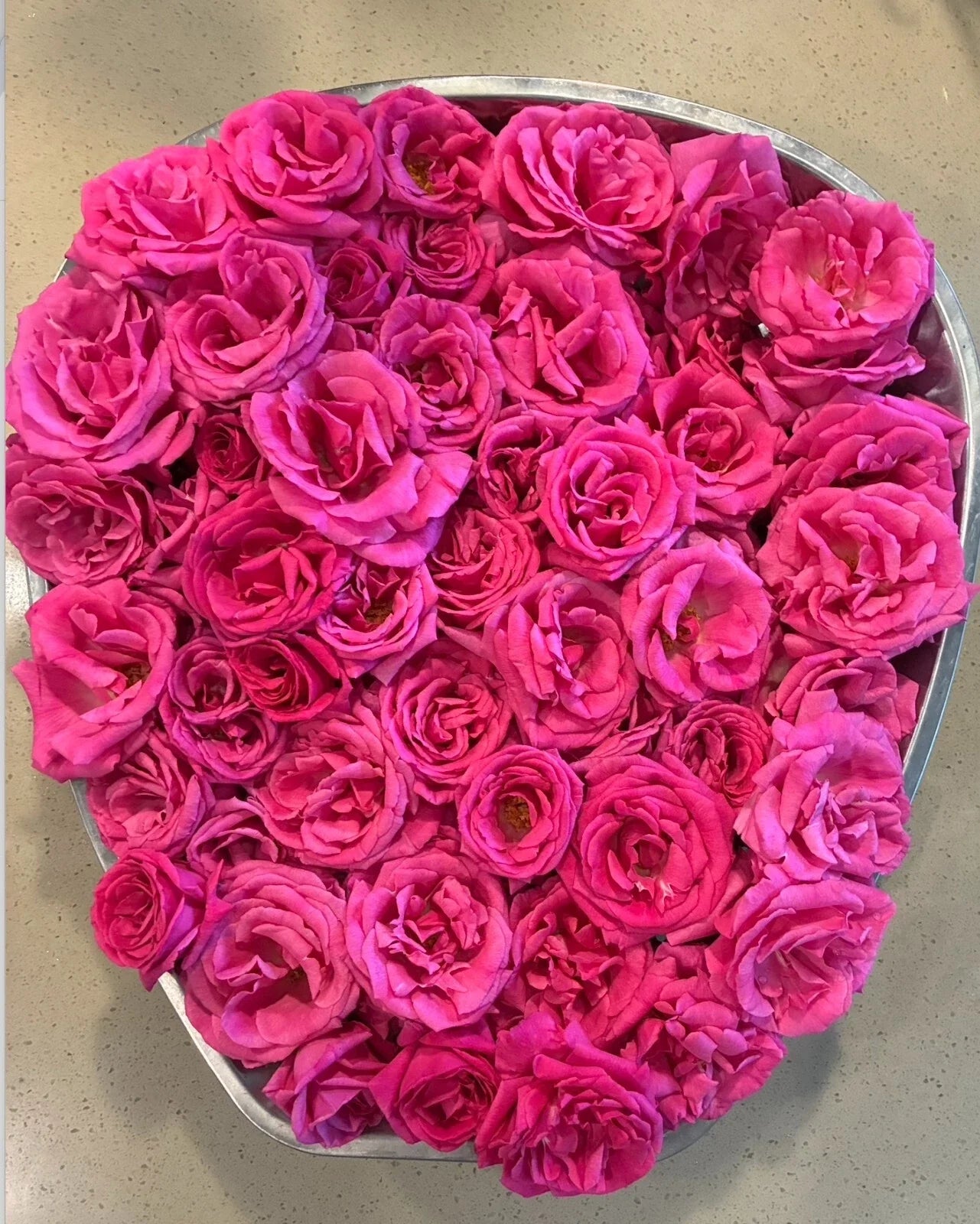 Zephirine Drouhin Thornless Rose Cuttings 5-8" Fresh Unrooted Stems Rosa 'Zephirine Drouhin'