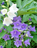 Peach Leaf Bellflower Seeds, 255 Count, Blue and White Mix, Campanula persicifolia