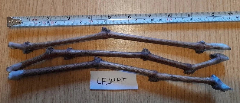 Grape Vines Cuttings - Ladyfingers White Variety - 3 Plant Cuttings - Vitis vinifera