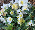 Lenten Rose Plant 4" Pot Helleborus Niger 'HGC Jacob' White Flowers Deer-Resistant Compact Early-Flowering