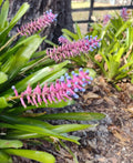 Matchstick Bromeliad Plant 8-10 Inches Aechmea Gamosepala Fresh From Florida