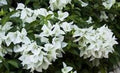 Bougainvillea Starter Plant - Ms. Alice Variety - Well Rooted Bare Root Plant - Ideal for Gardens and Landscaping