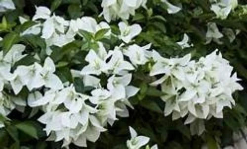 Bougainvillea Starter Plant - Ms. Alice Variety - Well Rooted Bare Root Plant - Ideal for Gardens and Landscaping