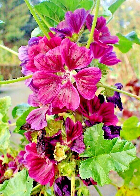 Red Malva Sylvestris Var Mauritiana Rosea Seeds - 50 Pack - Mauritian Mallow Tree Mallow