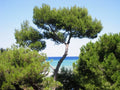 Aleppo Pine Seeds, 20 Count, Jerusalem Pine, Pinus halepensis