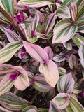 Wandering Jew Plant Cuttings - 5 Premium Tradescantia Nanouk - Healthy & Ready for Propagation