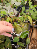 Philodendron Micans Live Plant in 2 Inch Pot - Fully Rooted, Trailing Variety, Beautiful Velvet Leaves