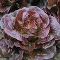 Romaine Cimarron Lettuce Seeds 600+ Heirloom Red Vegetable Garden Seeds - Non-GMO, Organic, Easy to Grow