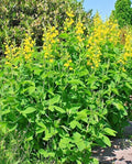 Yellow Indigo Seeds - 50 Pack, Baptisia sphaerocarpa, Hardy Perennial Flower, Native Plant, Drought Tolerant, Garden Seeds