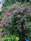 Seven Sisters Vining Rose Cuttings 5 Pack 6-8” Long, Rosa setigera, Climbing Plant, Garden Decor, Perennial