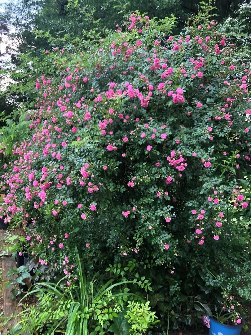 Seven Sisters Vining Rose Cuttings 5 Pack 6-8” Long, Rosa setigera, Climbing Plant, Garden Decor, Perennial