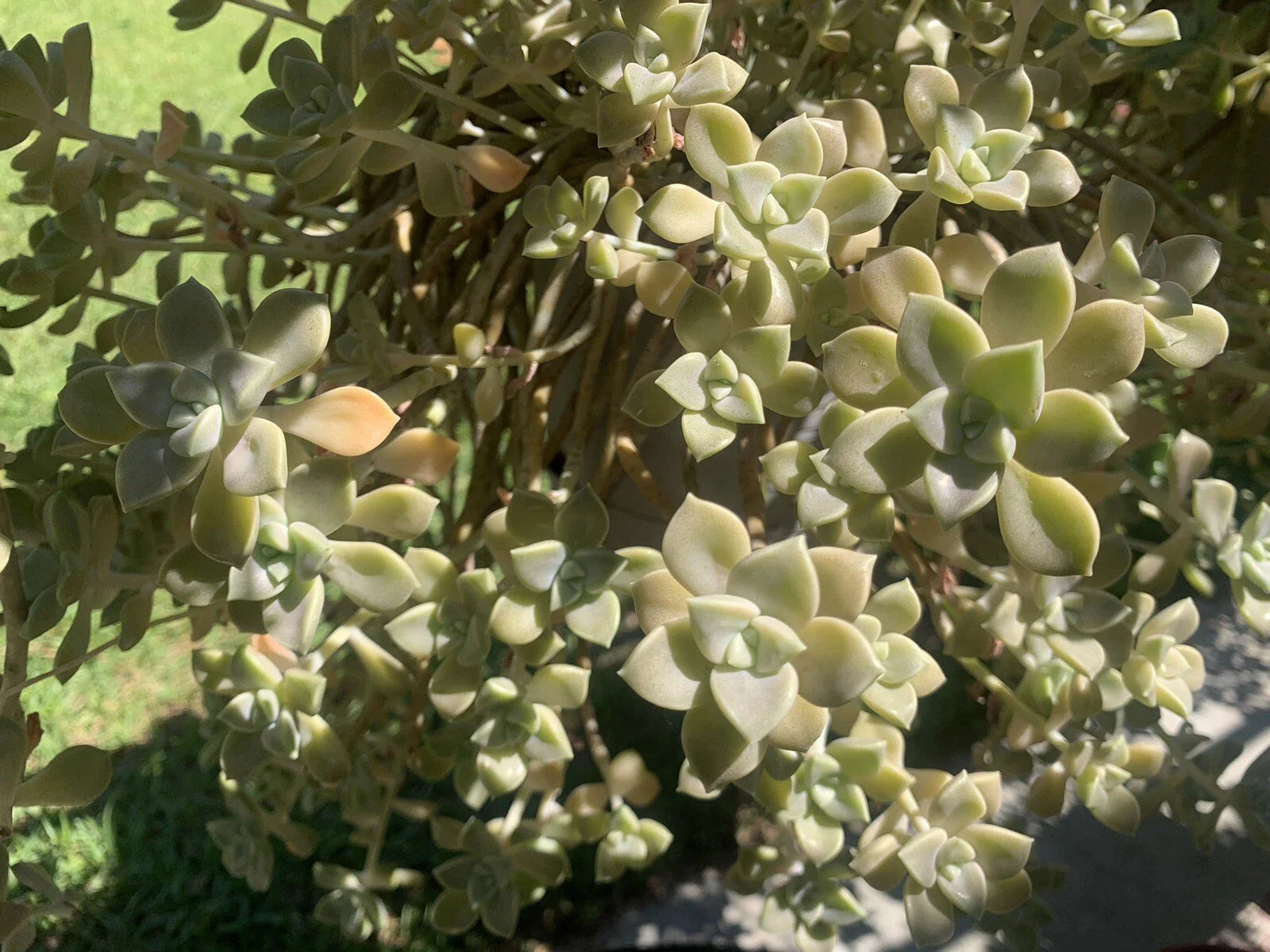 Live Succulent Cuttings - Ghost Plant Rosette - Garden Decor - Graptopetalum paraguayense