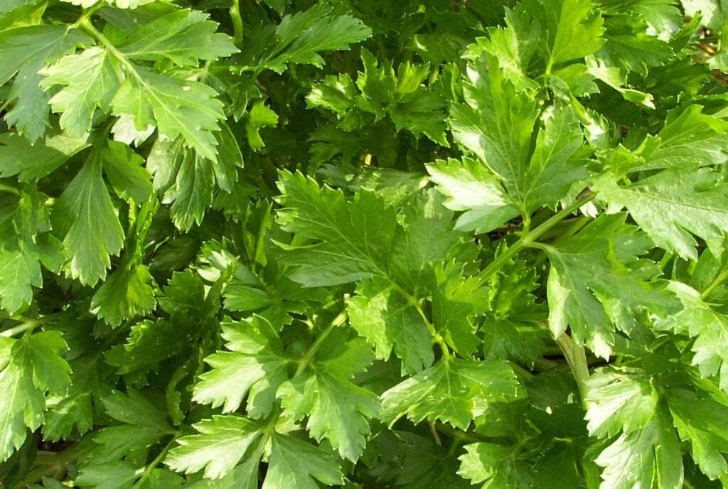 Organic Parsley Live Starter Plant - Giant of Italy Variety - Herb for Cooking - Petroselinum crispum