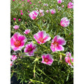Pinky Star Cuttings - Portulaca grandiflora - Succulent Variety - Colorful Ground Cover Plant