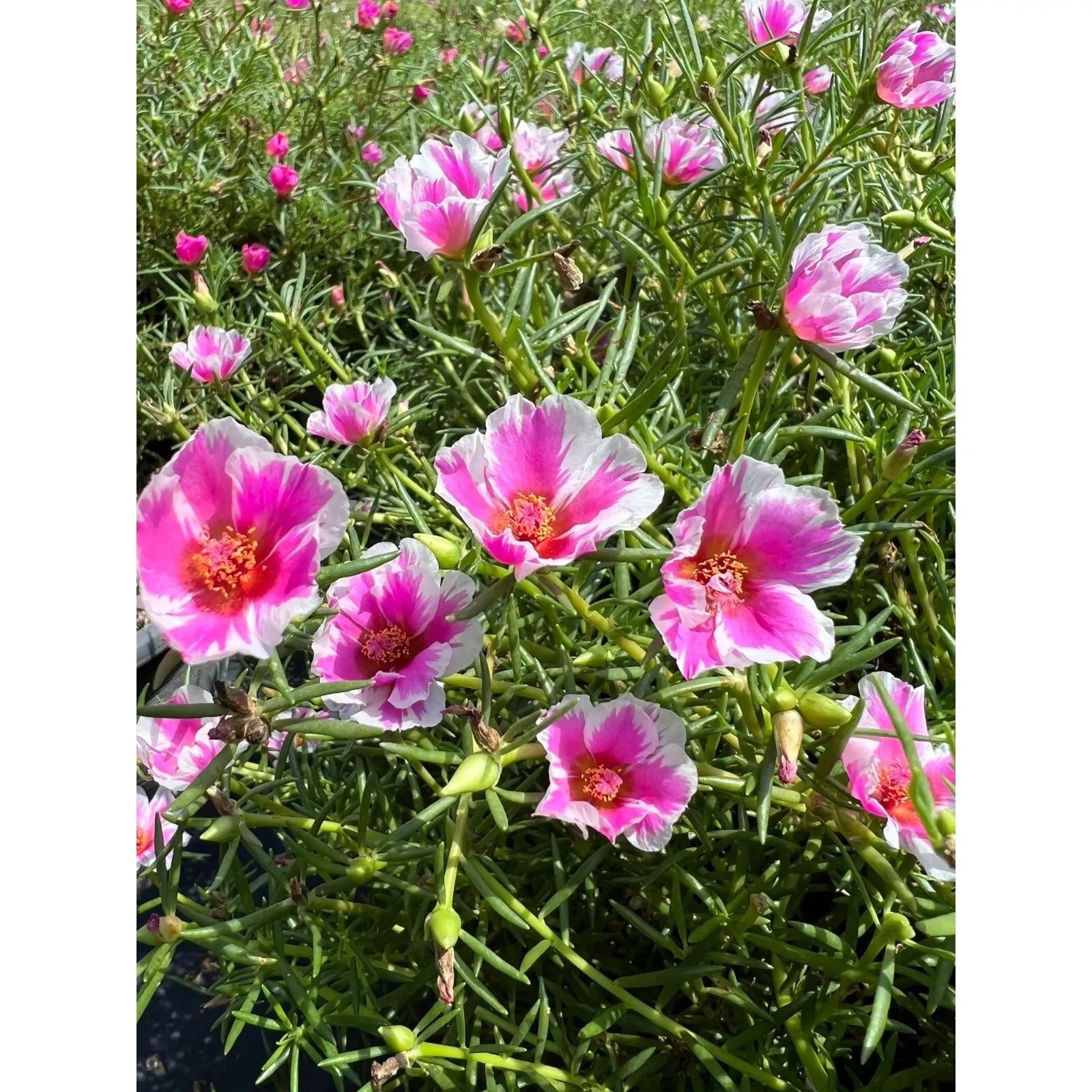 Pinky Star Cuttings - Portulaca grandiflora - Succulent Variety - Colorful Ground Cover Plant