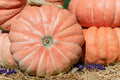 Organic Summer Sky Pumpkin Seeds - 10 Pack - USA Grown, Heirloom Quality, Non-GMO