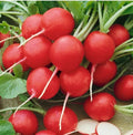 Radish Seeds - 250 Heirloom Cherry Belle Non-GMO Root Vegetable - Raphanus sativus