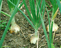 Walla Walla Onion Seeds - 100+ Non-GMO Sweet Mild Vegetable Garden Seeds - Allium cepa