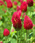 Crimson Clover Seeds - 300+ Seeds - Beautiful Red Flowering Cover Crop - Trifolium incarnatum