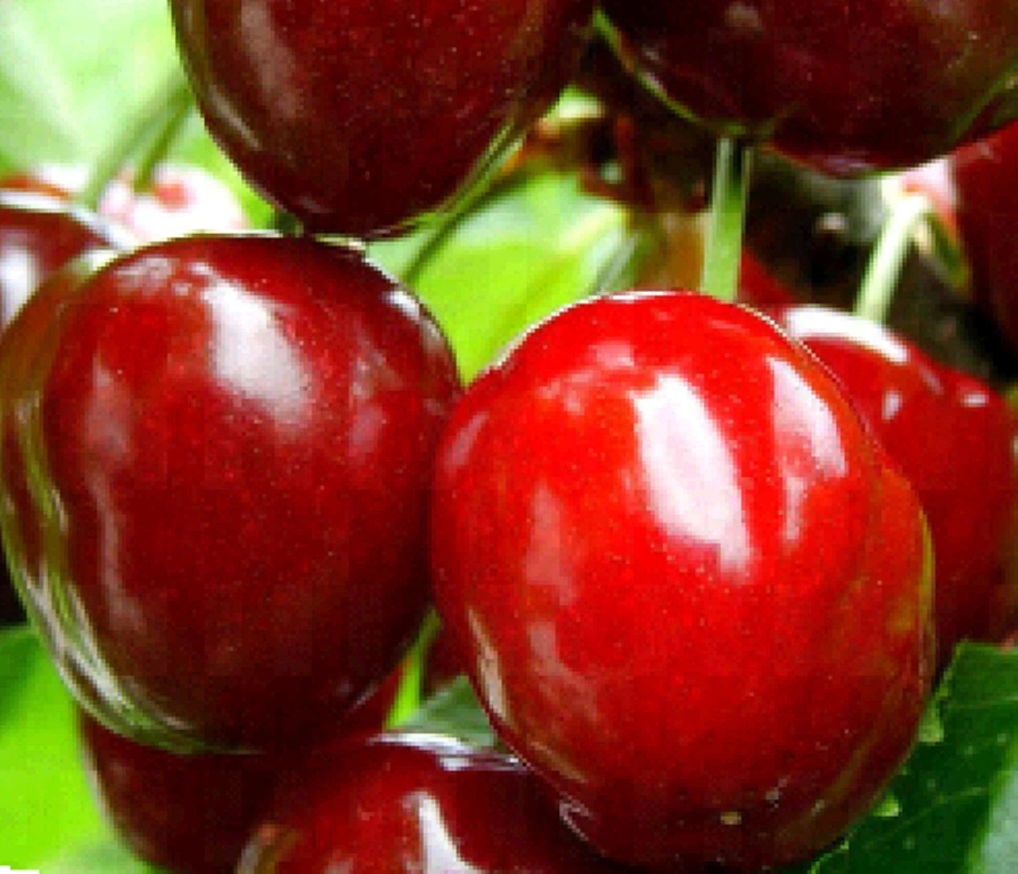 Dwarf Red Sweet Cherry Cuttings 2+8 Unrooted Prunus Tomentosa Fresh