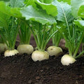 White Egg Turnip Seeds, Heirloom NON-GMO, Variety Size Packets, Brassica rapa subsp. rapa, Free Shipping