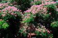 Silk Tree Seeds | 30 Pre-Stratified Exotic Ornamental Seeds | Albizia julibrissin