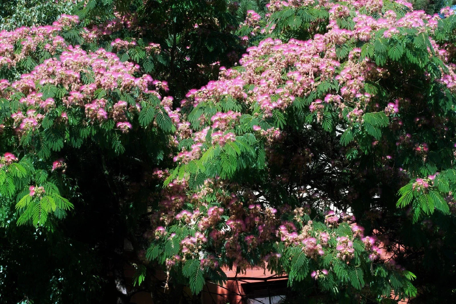 Silk Tree Seeds | 30 Pre-Stratified Exotic Ornamental Seeds | Albizia julibrissin