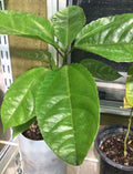 Giant Granadilla Plants - Passiflora Edulis - Rare Passionfruit Flower - Tropical Fruit Garden Starter