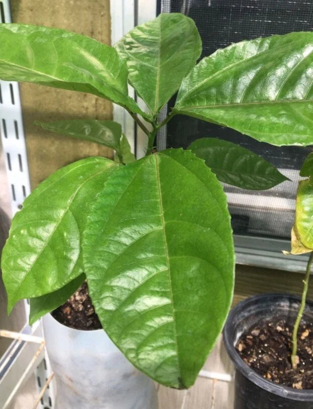 Giant Granadilla Plants - Passiflora Edulis - Rare Passionfruit Flower - Tropical Fruit Garden Starter