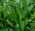 Culantro Seeds - 500+ Seeds - Mexican Coriander - Eryngium foetidum - Buy 2 Get 1 Free