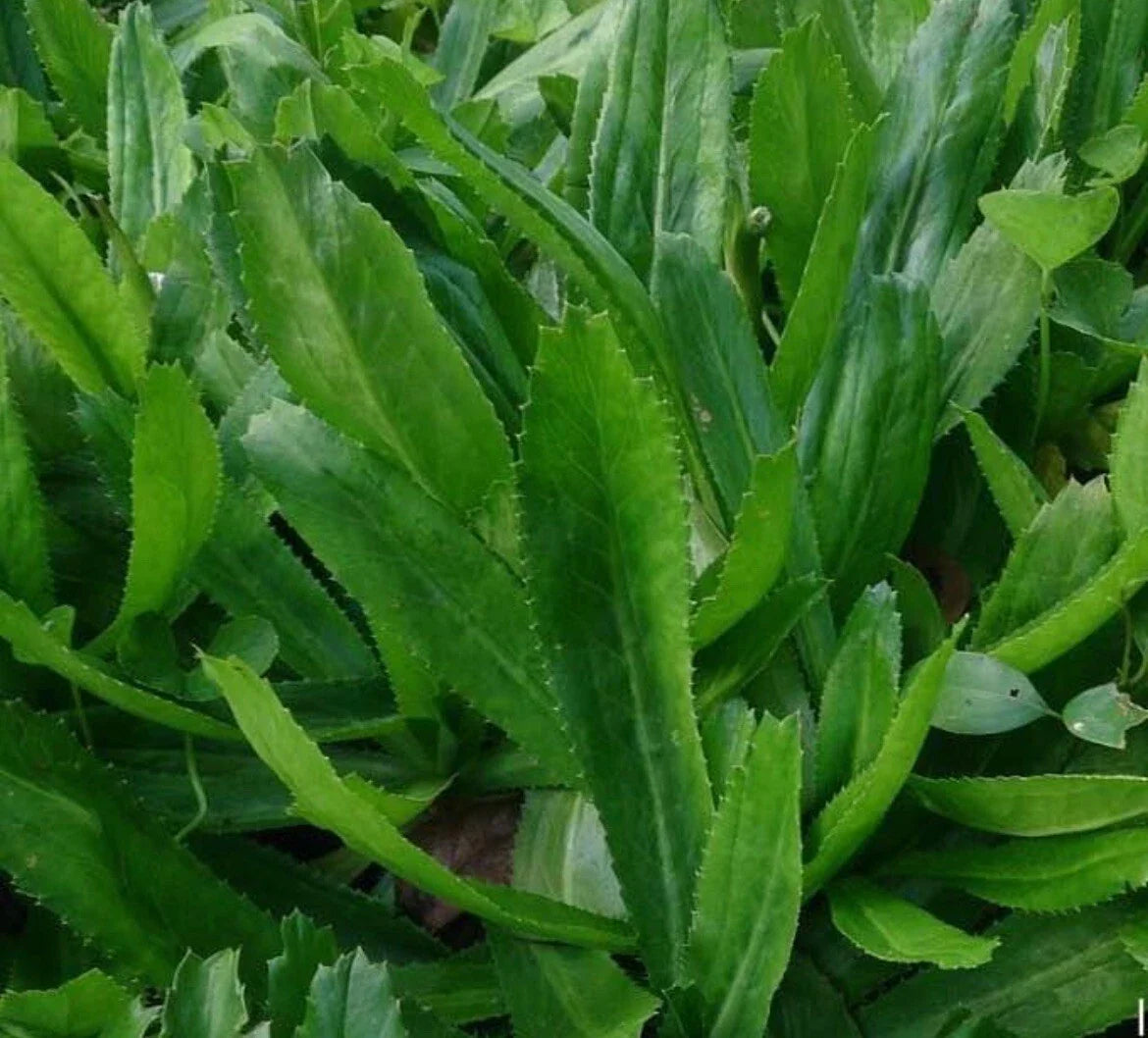 Culantro Seeds - 500+ Seeds - Mexican Coriander - Eryngium foetidum - Buy 2 Get 1 Free