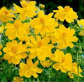 Cosmos Seeds 100 Ct Tall Yellow Sulphur Annual Flower Garden - Cosmos sulphureus